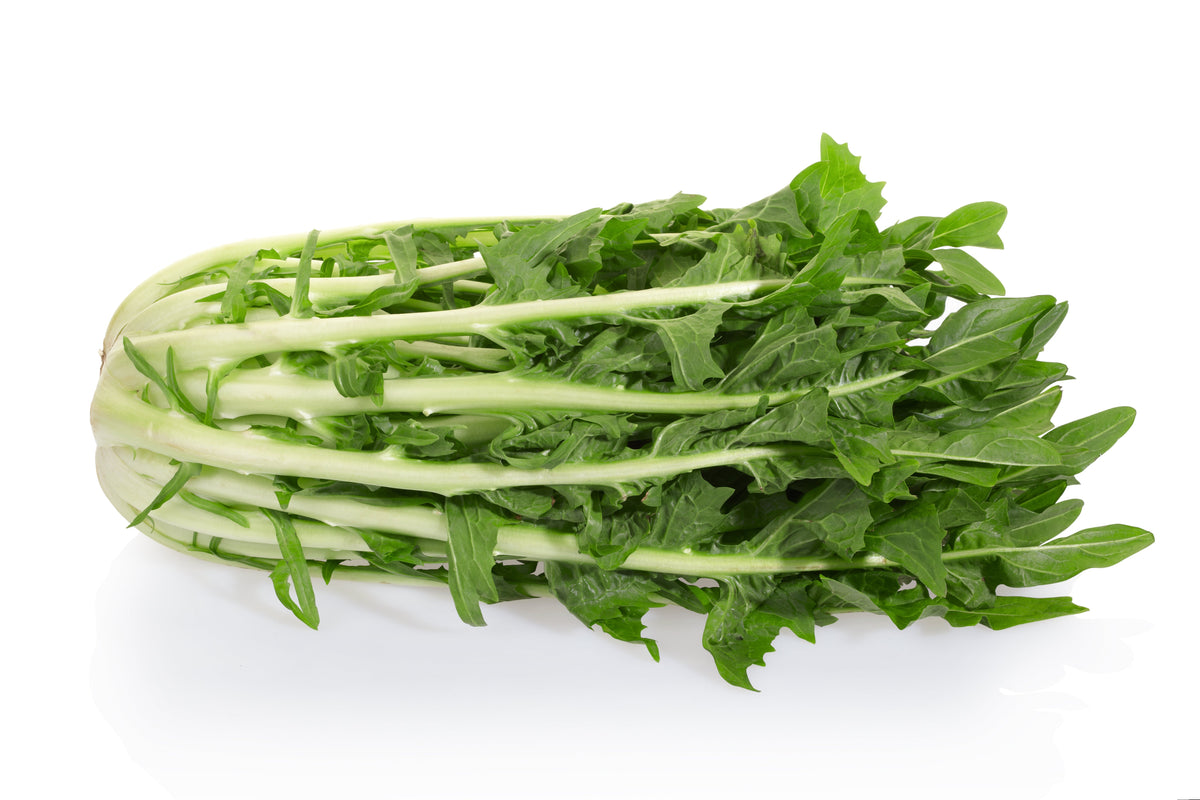 Emerald Catalogna Endive Seeds – Italian Chicory Cichorium Endivia