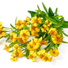 300 MEXICAN Mint MARIGOLD Spanish Tarragon Tagetes Lucida Flower Herb Seeds