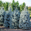 Grow Your Own CHRISTMAS TREE - Colorado Blue Spruce ( Picea Pungens Glauca ) Gift Packet of Tree Seeds