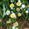 250 WHITE WINGED EVERLASTING Ammobium Alatum Flower Seeds