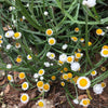 250 WHITE WINGED EVERLASTING Ammobium Alatum Flower Seeds