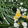 250 WHITE WINGED EVERLASTING Ammobium Alatum Flower Seeds