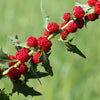 100 STRAWBERRY STICKS / SPINACH Chenopodium Foliosum Fruit Berry Seeds