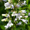 1000 WHITE FOXGLOVE BEARDTONGUE Penstemon Digitalis Flower Seeds