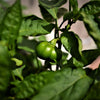 50 Organic SHEEPNOSE PIMENTO PEPPER Sweet Red Pimiento Cheese Capsicum Annuum Seeds