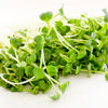 1250 WHITE ICICLE RADISH Raphanus Sativus Vegetable Seeds