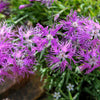Fringed Pinks Dianthus Seeds – Superbus Flower – photo 5