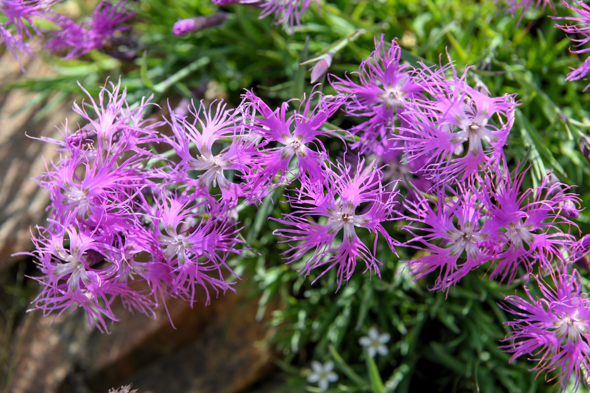 Fringed Pinks Dianthus Seeds – Superbus Flower – photo 5
