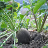 300 BLACK SPANISH ROUND Hot Spicy European Raphanus Sativus Root Vegetable Seeds