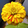150 CANDY STRIPE ZINNIA Mix Elegans Flower Seeds Mixed Colors with Red Stripes