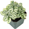 10 Hypoestes Phyllostachya Seeds – Dwarf White Splash Select