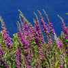 Pink & Purple Mix Foxglove Digitalis Flower Seeds – photo 8