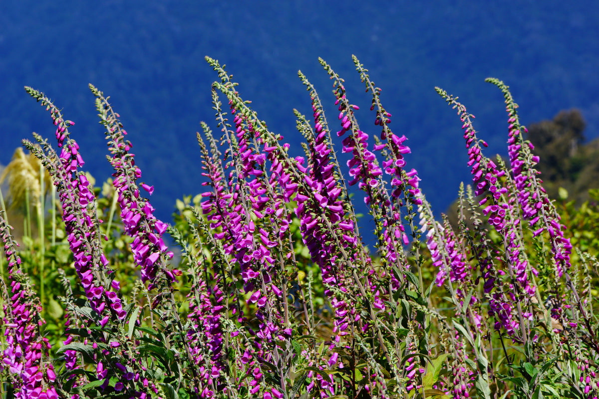 Pink & Purple Mix Foxglove Digitalis Flower Seeds – photo 8