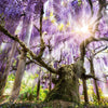 5 JAPANESE WISTERIA Floribunda Flower Purple Ornamental Vine Climber Seeds