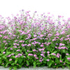 100 Victoria PINK FORGET Me NOT Myosotis Alpestris Shade or Sun Flower Seeds