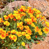 Mixed Colors California Poppy (Ballerina / Mission Bells) Eschscholzia Californica Flower Seeds – photo 23