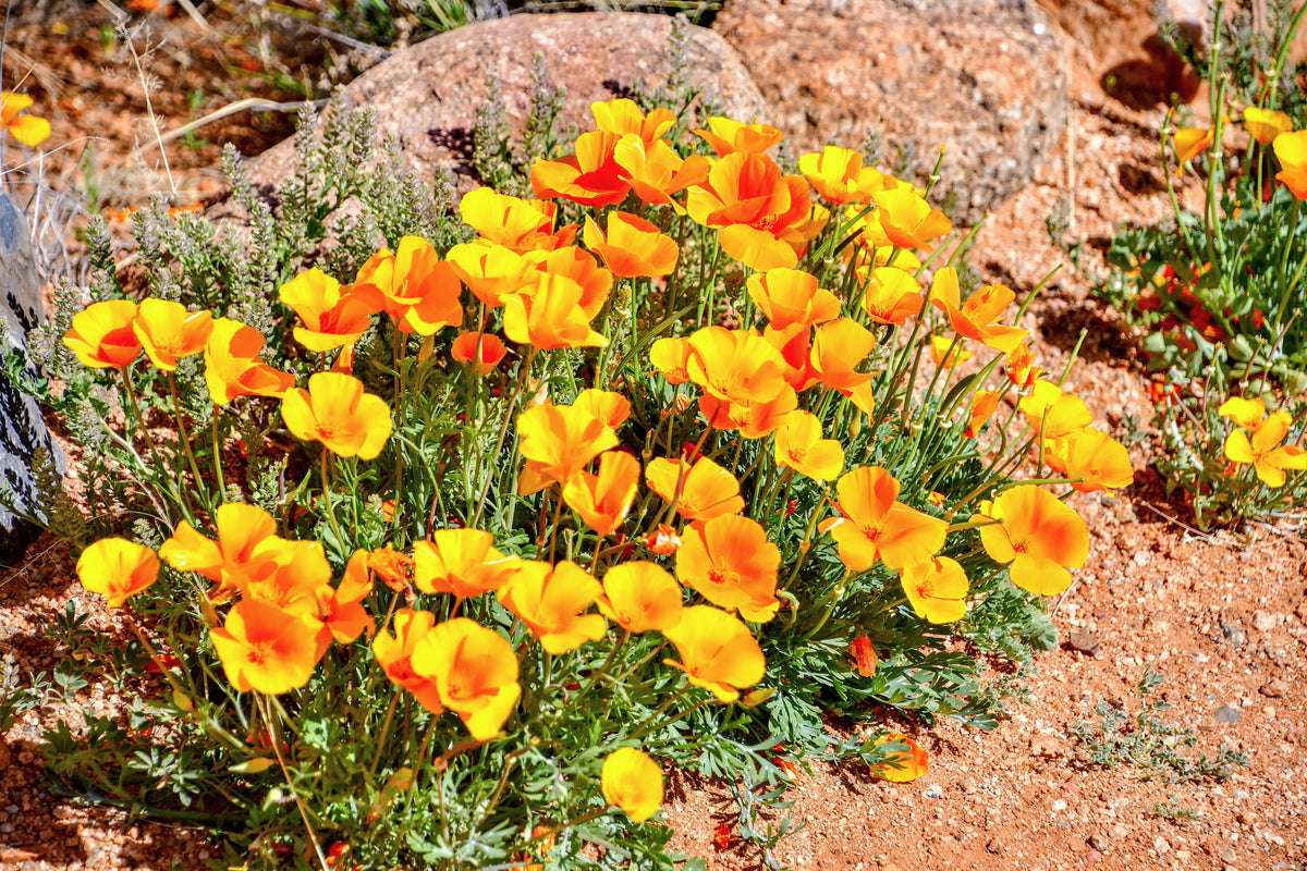 Mixed Colors California Poppy (Ballerina / Mission Bells) Eschscholzia Californica Flower Seeds – photo 23