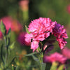 50 PINK ROSE CARNATION Dianthus Caryophyllus Grenadin Double Flower Seeds