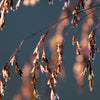 200 TUFTED HAIRGRASS Tussock Grass Deschampsia Cespitosa Moist Ornamental Native Seeds