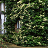 50 CLIMBING HYDRANGEA Anomala Petiolaris Vine Flower Seeds