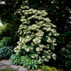 50 CLIMBING HYDRANGEA Anomala Petiolaris Vine Flower Seeds