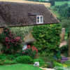 50 CLIMBING HYDRANGEA Anomala Petiolaris Vine Flower Seeds