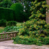 50 CLIMBING HYDRANGEA Anomala Petiolaris Vine Flower Seeds