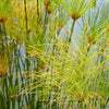 20 Cyperus PAPYRUS Paper Reed Water Plant Egyptian Nile Grass Yellow Flower Seeds