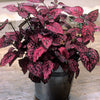 10 Dwarf ROSE Pink POLKA DOT PLANT Splash Select Hypoestes Phyllostachya Flower Houseplant Seeds