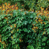 Firecracker Vine Seeds – Flower Mina Lobata Exotic Love Spanish Flag Ipomoea – photo 8