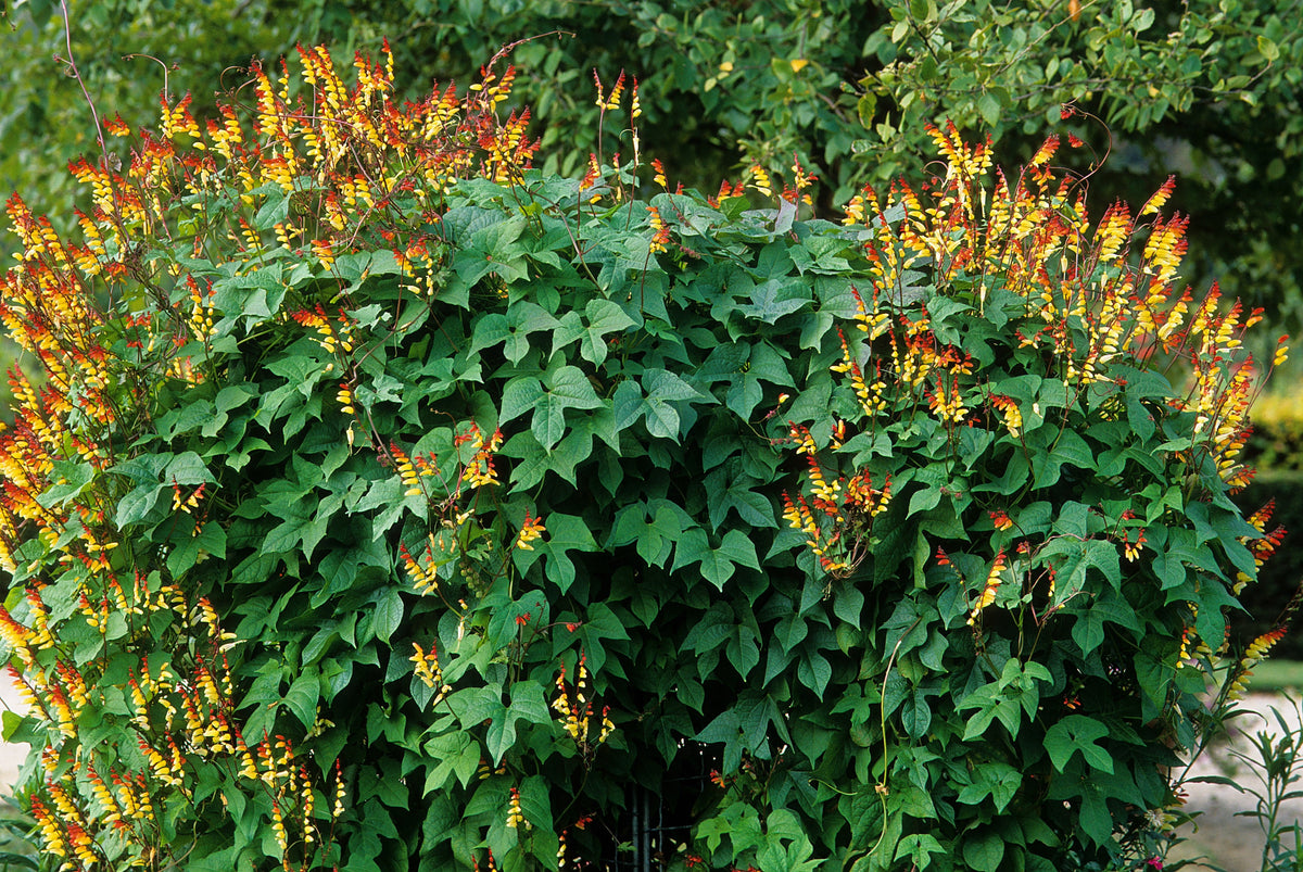 Firecracker Vine Seeds – Flower Mina Lobata Exotic Love Spanish Flag Ipomoea – photo 8
