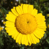 250 YELLOW DAISY Chrysanthemum Multicaule Mini Marguerite Flower Seeds