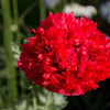Giant Double Red Peony Poppy Seeds – Papaver Peoniflorum Flower – photo 2