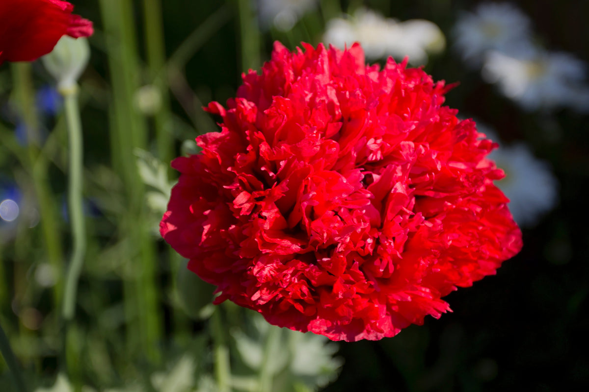 Giant Double Red Peony Poppy Seeds – Papaver Peoniflorum Flower – photo 2