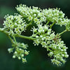 25 DEVIL'S WALKINGSTICK Shrub Flower Prickly Ash Elder Aralia Spinosa Seeds