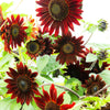 25 Red VELVET QUEEN SUNFLOWER Helianthus Annuus Flower Seeds