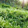 20 RAMP / WILD LEEK Allium Tricoccum Ramps Vegetable Herb White Shade Flower Seeds