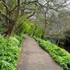 20 RAMP / WILD LEEK Allium Tricoccum Ramps Vegetable Herb White Shade Flower Seeds