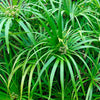 50 UMBRELLA PALM TREE Cyperus Involucratus Papayrus Sedge Seeds