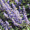 25 CHASTE BERRY TREE Vitex Agnus Castus Monk's Pepper Purple Fragrant Flower Seeds