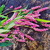 100 PINKWEED Smartweed Pink Knotweed Polygonum Wetland Flower Herb Seeds