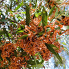 20 AUSTRALIAN BLACKWOOD TREE Black Acacia Melanoxylon Wattle Yellow Flower Seeds