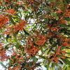 20 AUSTRALIAN BLACKWOOD TREE Black Acacia Melanoxylon Wattle Yellow Flower Seeds