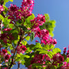 25 RED FLOWERING CURRANT Ribes Sanguineum aka Blood Currant Edible Fruit Blue Black Berries Shrub Seeds