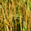 Long Grain Brown White Rice Seeds – Oryza Sativa Vegetable – photo 3