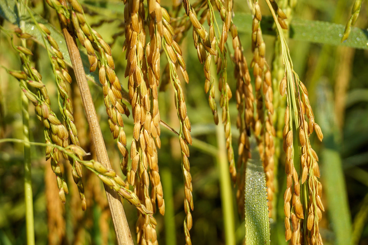 Long Grain Brown White Rice Seeds – Oryza Sativa Vegetable – photo 3