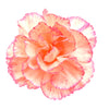 50 PICOTEE MIX CARNATION Dianthus Caryophyllus Double Bicolor Striped Flower Seeds