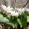 10 White BLOODROOT Sanguinaria Canadensis Shade Ground Cover Flower Seeds