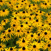 2000 BLACK EYED SUSAN Rudbeckia Hirta Yellow Heirloom Native Flower Seeds