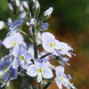 25 BLUE STREAK SPEEDWELL Veronica Gentianoides Flower Seeds
